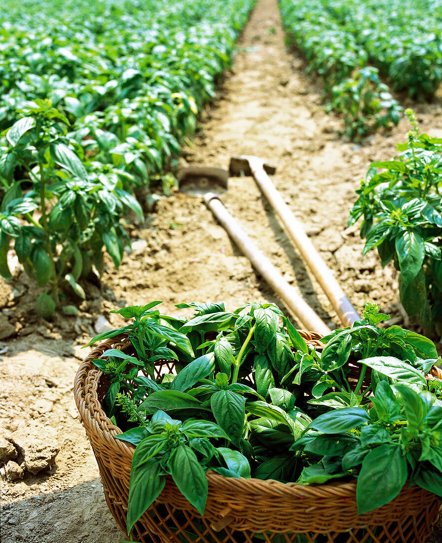 Bed of basil plants with kob and shovel in Piedmont, Italy