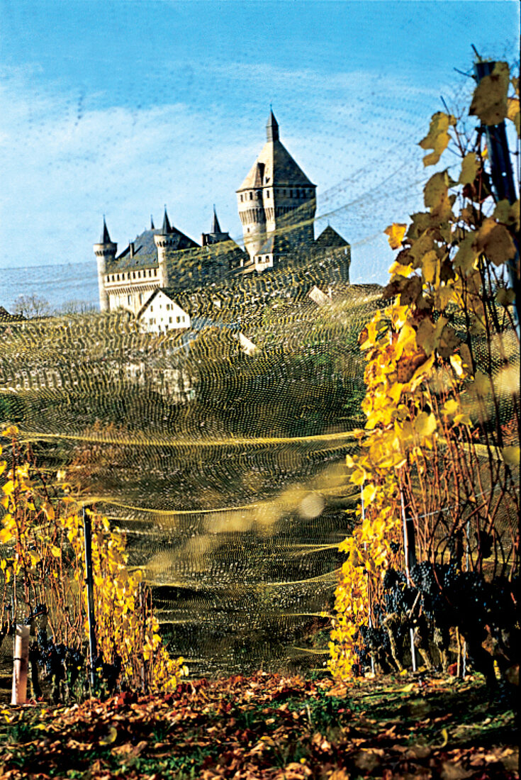 Weinberge, Rebberg in Monaz mit , Château Vufflens in der Schweiz