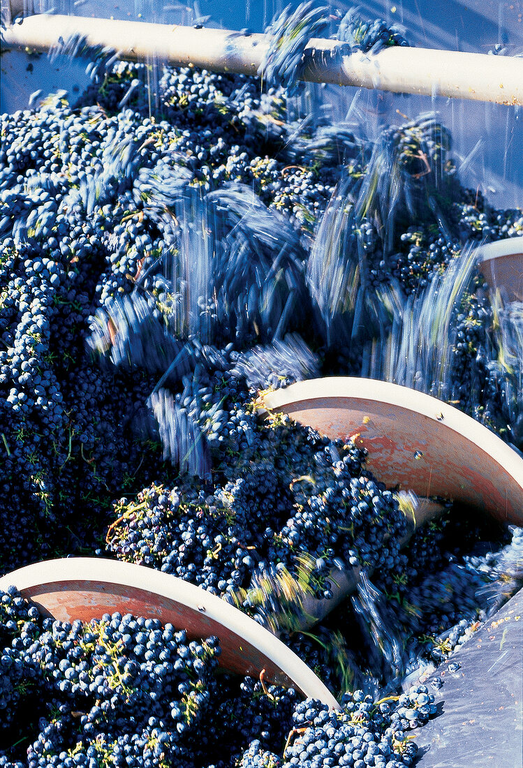 Harvest processing of blue cabernet grapes at USA