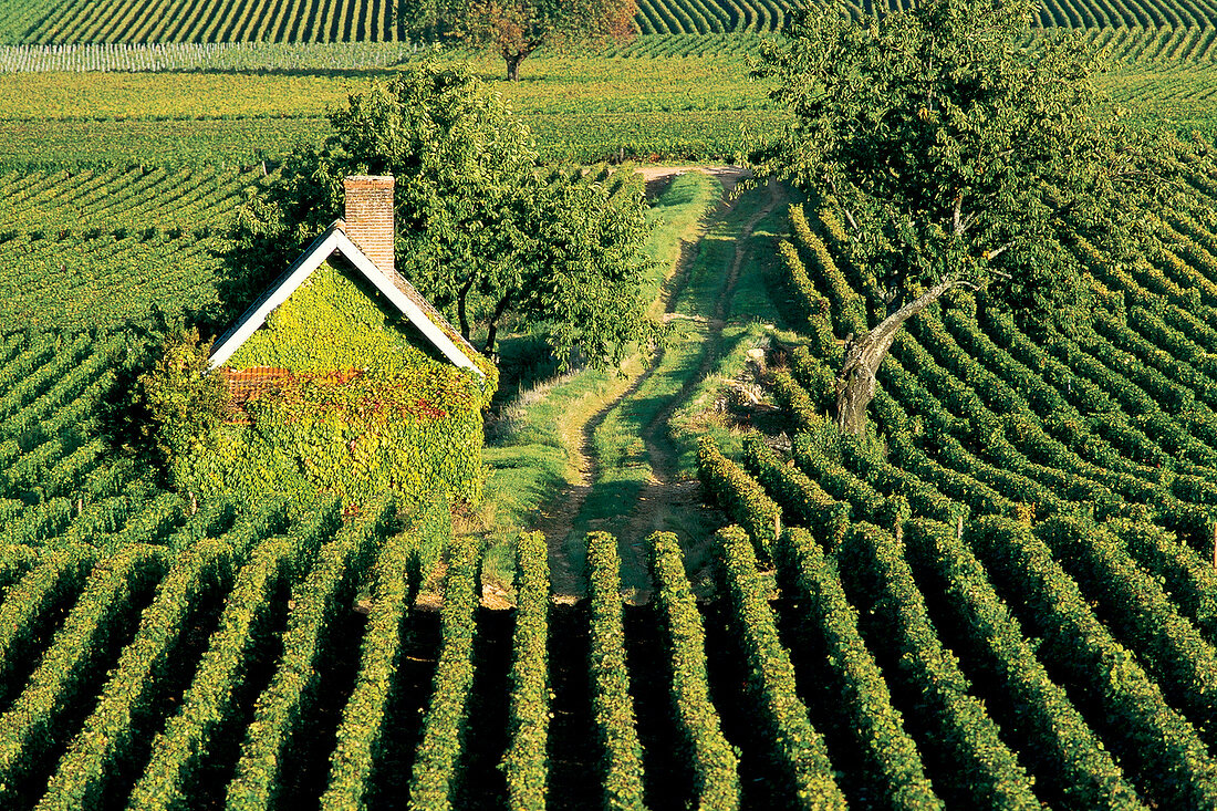 Reblandschaft in Beaune, Chardonnay Burgund, Le Montrachet, Frankreich