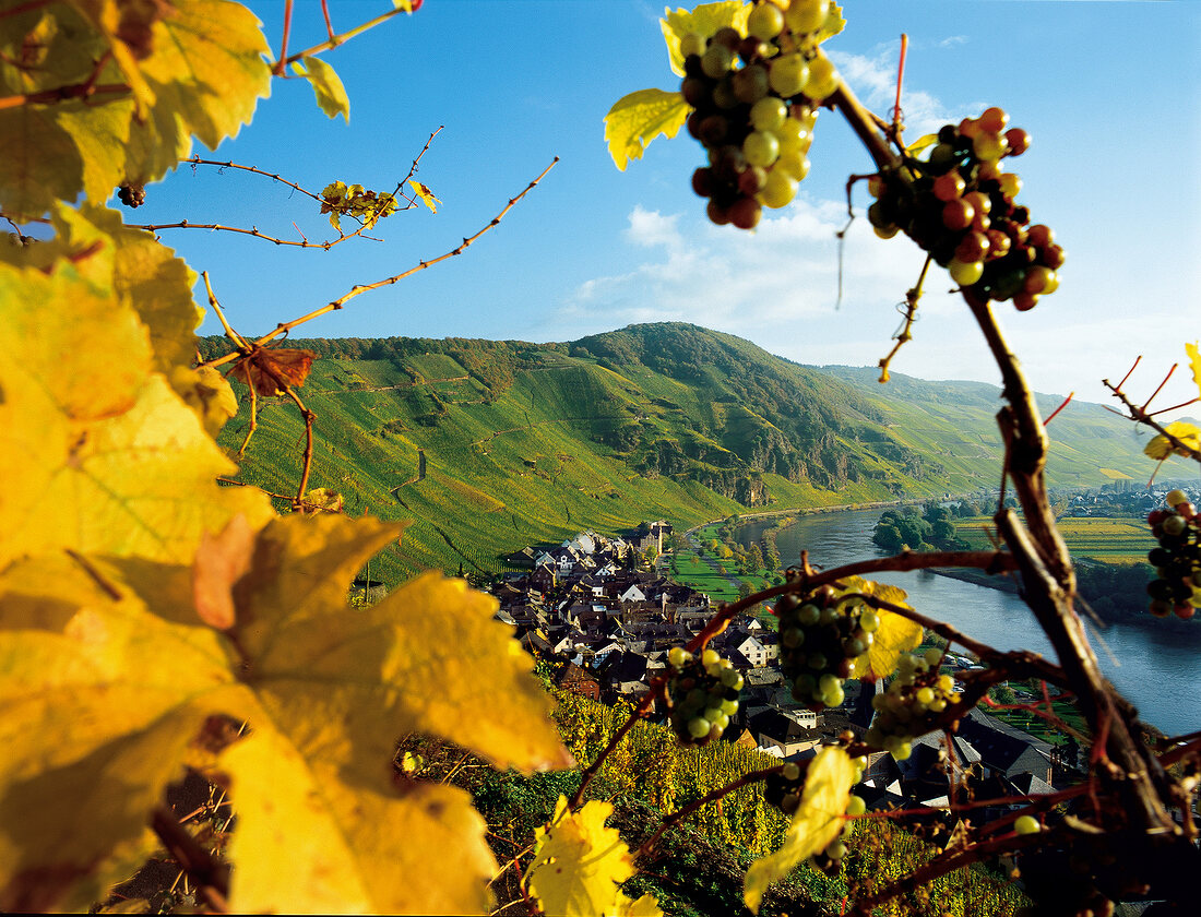 Vineyards on Moselle river at Urziger Wurzgarte