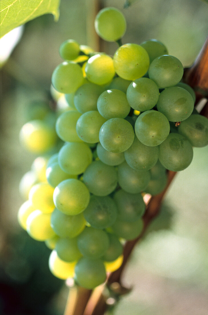 Close-up of green Mosel grape