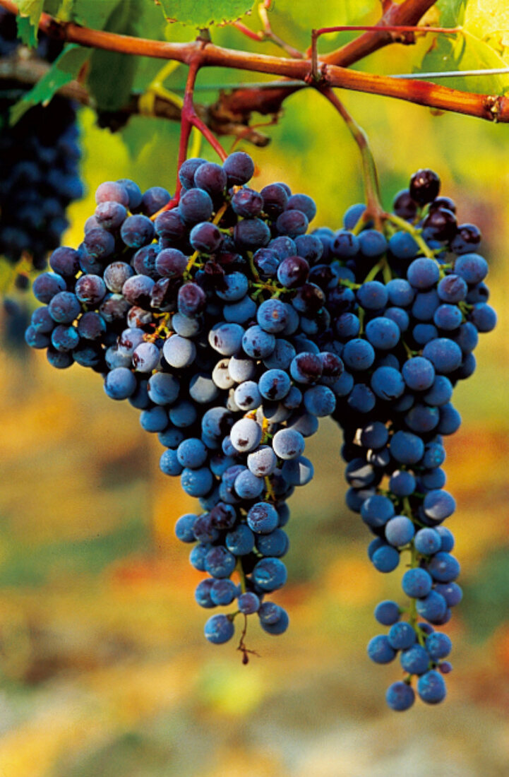 Weintrauben, Trauben aus Süditalien, Sorte Gaglioppo, Provinz Kalabrien