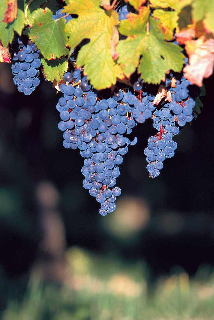 Bunch of Merlot blue grapes in Bordeaux, France