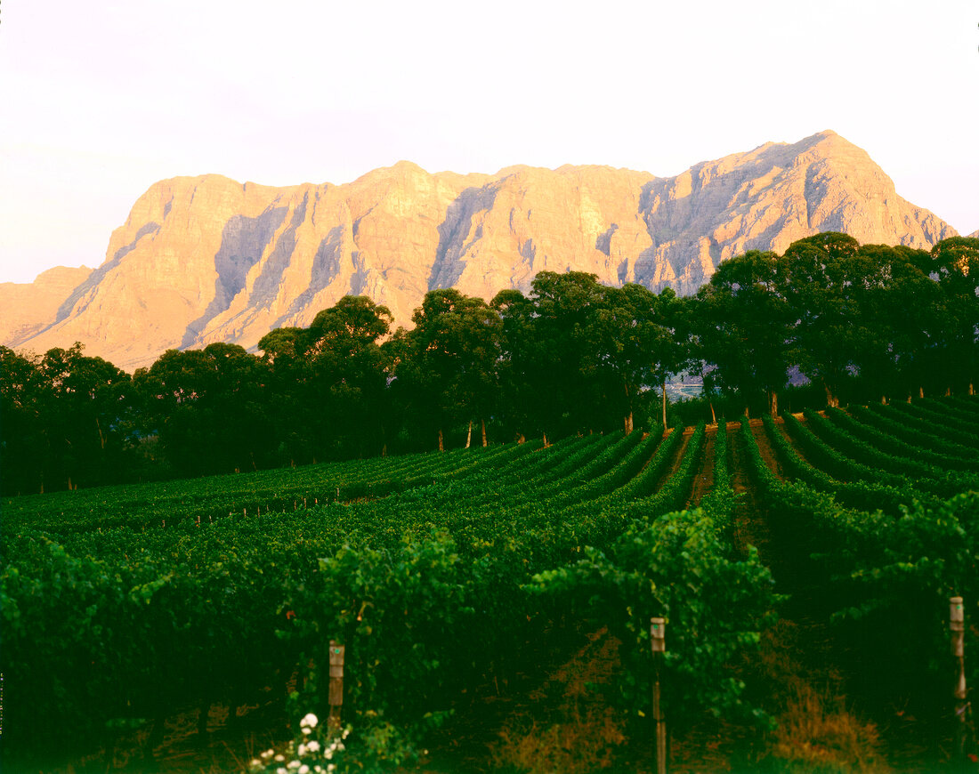 Weingut Thelema Mountains in Stellenbosch, Südafrika, Abendsonne