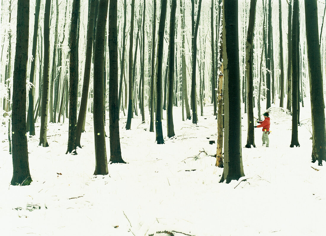 Forest rangers selecting trees in forest for Good House in Thuringia, Germany