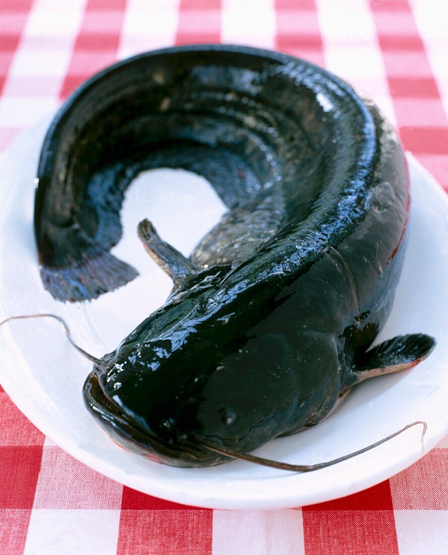 A raw wels catfish on a plate