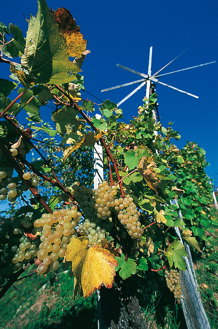 Steiermark, Weinberg, Weintrauben, typ. steirisches Windrad, Österreich