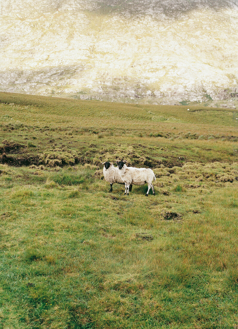 Zwei Schafböcke auf der Weide 