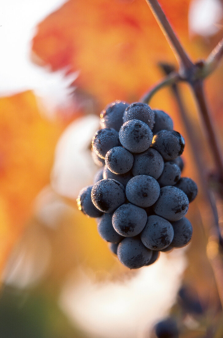 Burgund, Weinrebe,blaue Trauben, Weintrauben biodynamischer Weinanbau