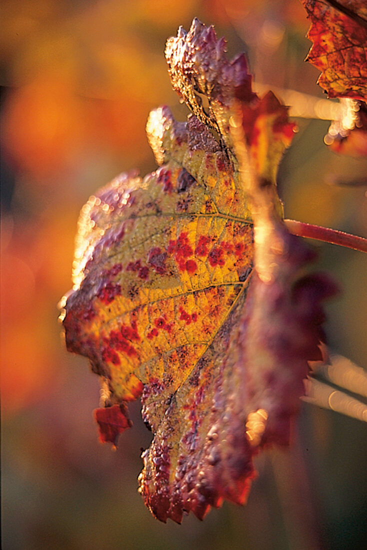 Blatt, Laub eines biodynamisch behandelten Pinot noir, Burgund