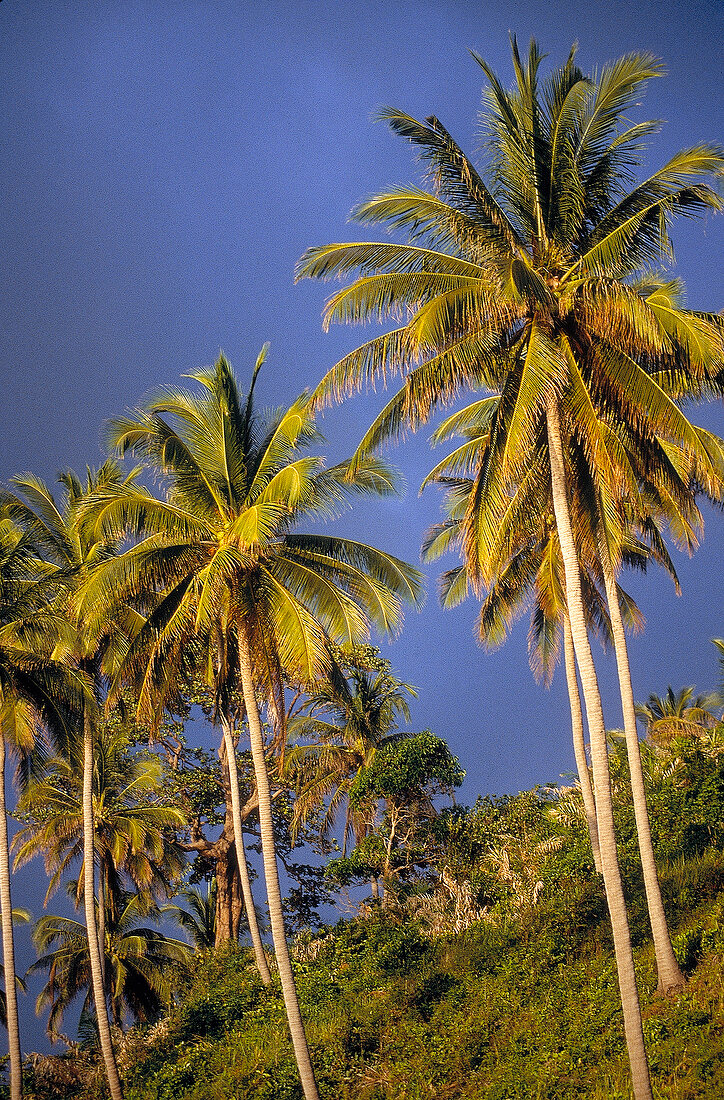 Palmen in der Relax Bay, Phuket 