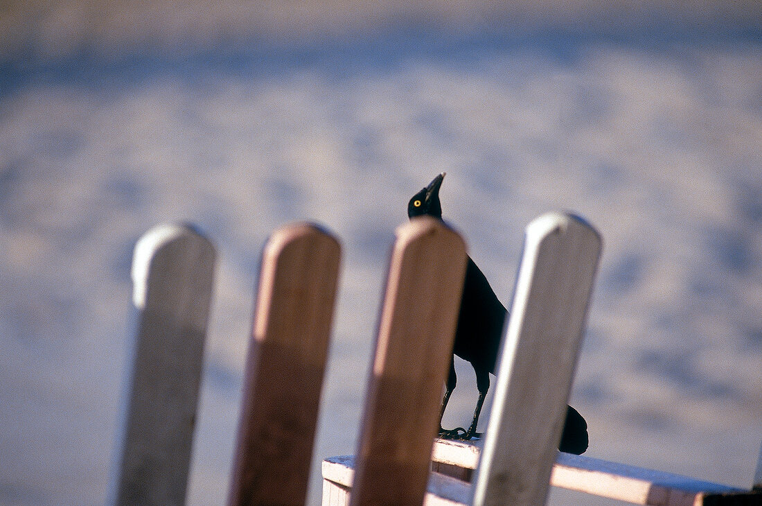 Eine Krähe sitzt auf der Lehne eines Holzstuhls am Strand