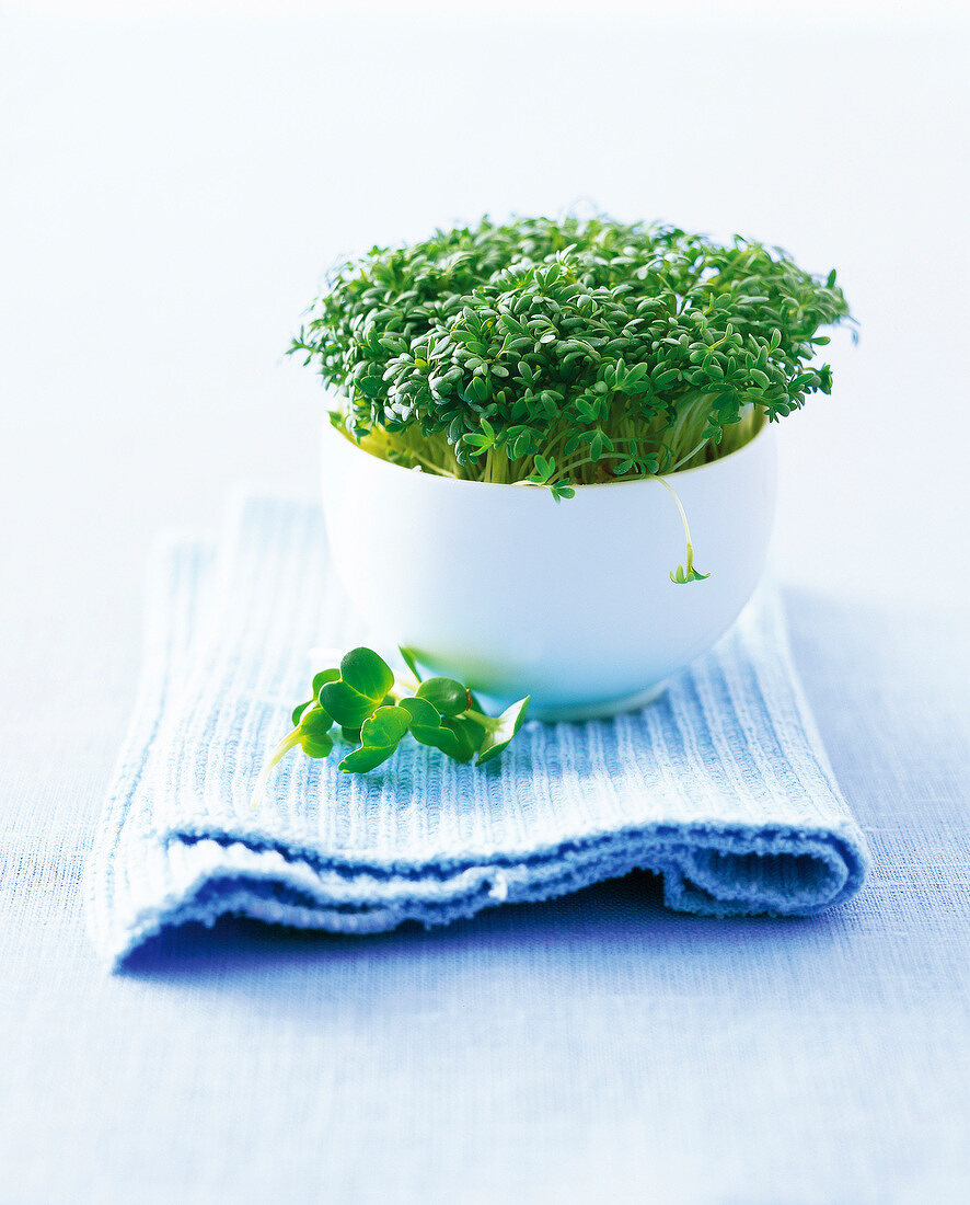 Cress in white pot on folded cloth