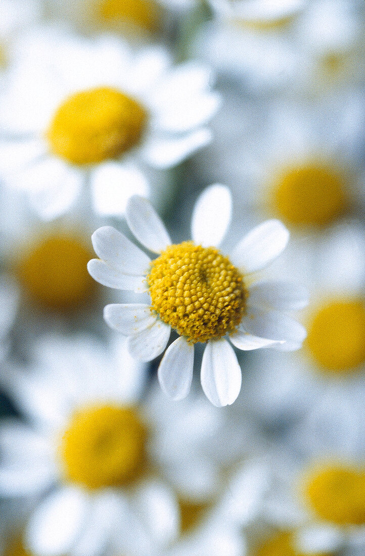 Kamille, Blüten, close up, X 
