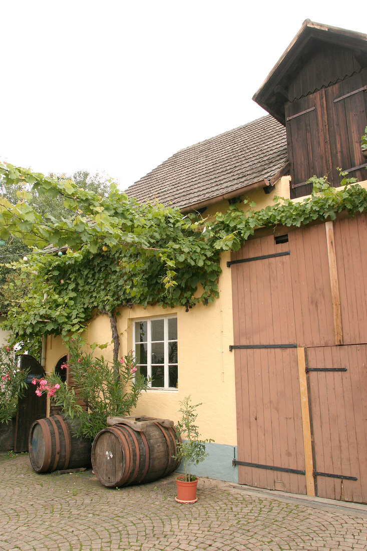 AR Hammond Hammond Weingut mit Weinverkauf Straußwirtschaft Kranzwirtschaft