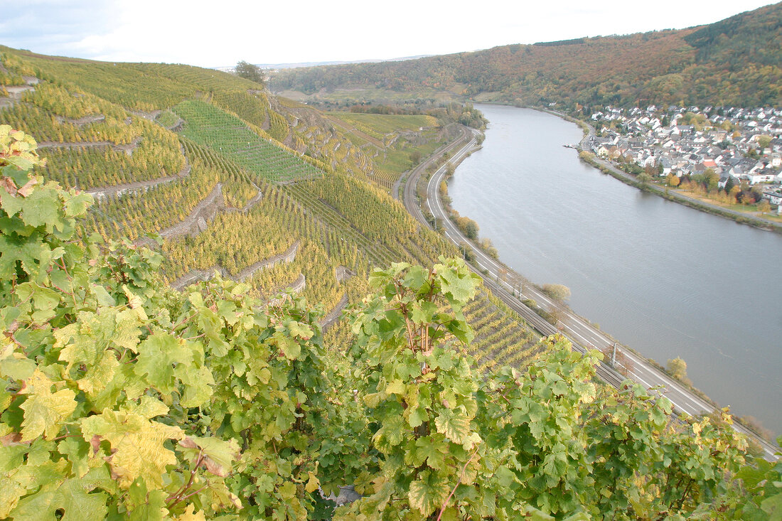 Heymann-Löwenstein Heymann Löwenstein Heymann-Loewenstein Weingut mit Weinverkauf in Winningen