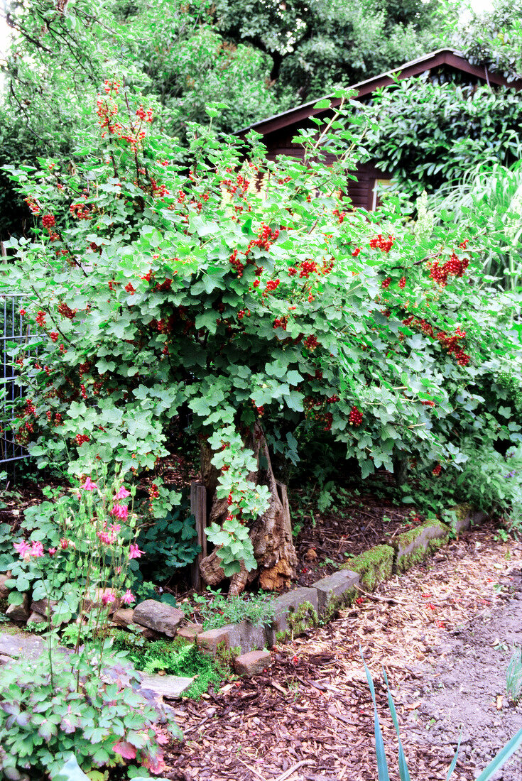 Branches of currant bush