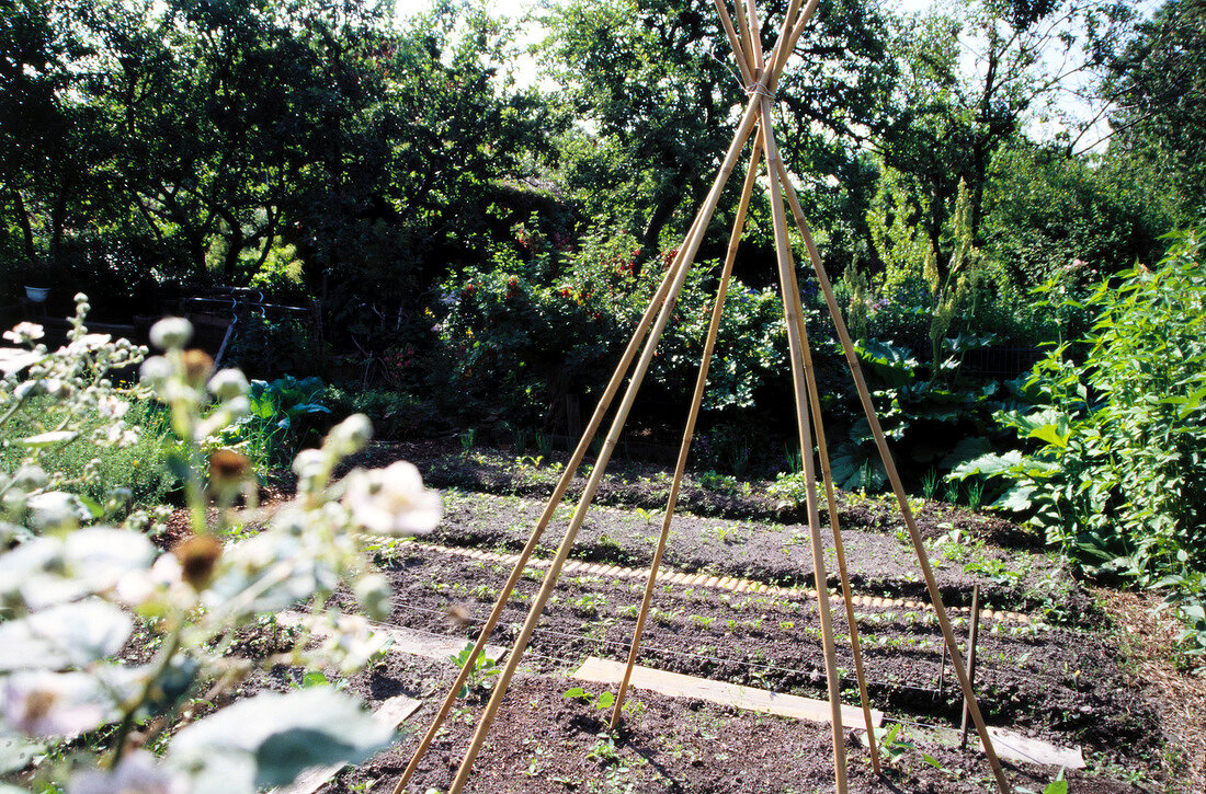 View of framework of runner beans