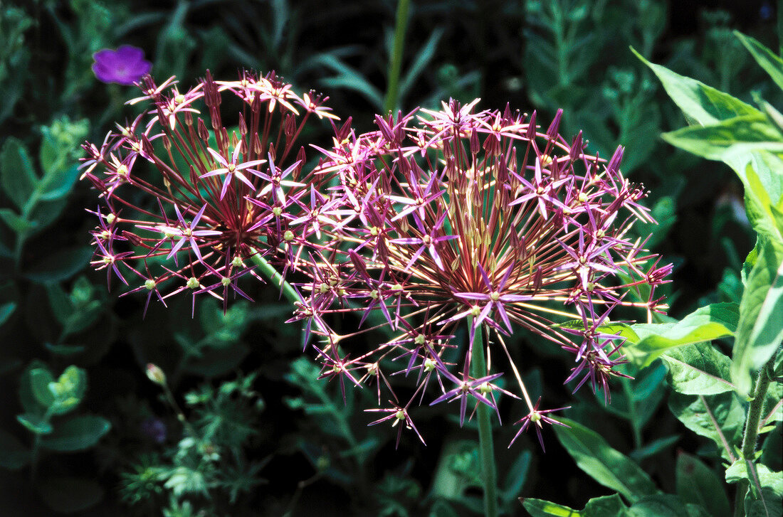 Close-up of Allium flower