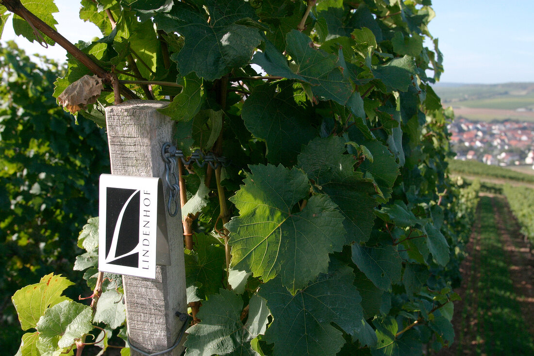 Lindenhof - Reimann Lindenhof-Reimann Lindenhof Reimann Weingut mit Weinverkauf in Windesheim