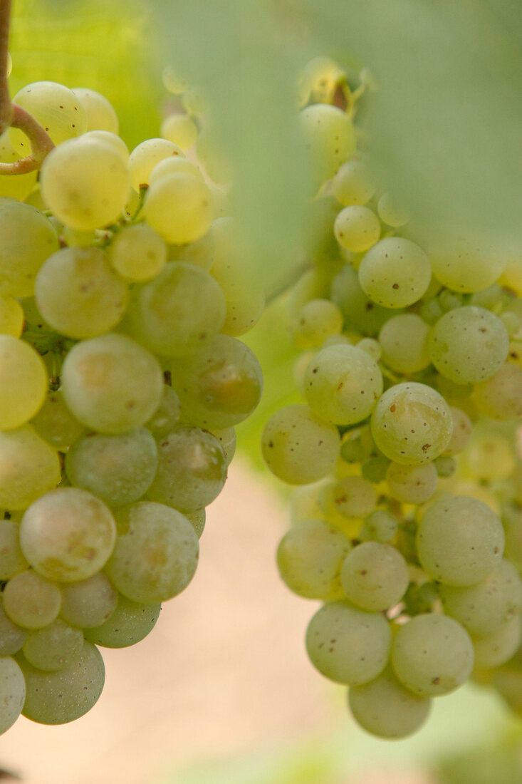 Emrich-Schönleber Emrich Schönleber Weingut mit Weinverkauf in Monzingen