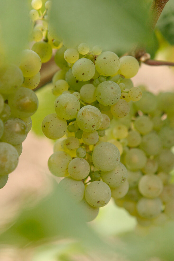 Emrich-Schönleber Emrich Schönleber Weingut mit Weinverkauf in Monzingen