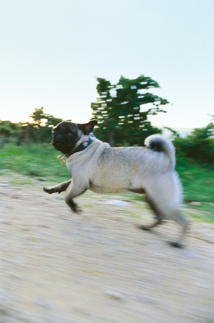 Hund beim Laufen, Bewegung, Mops, Bewegungsunschärfe