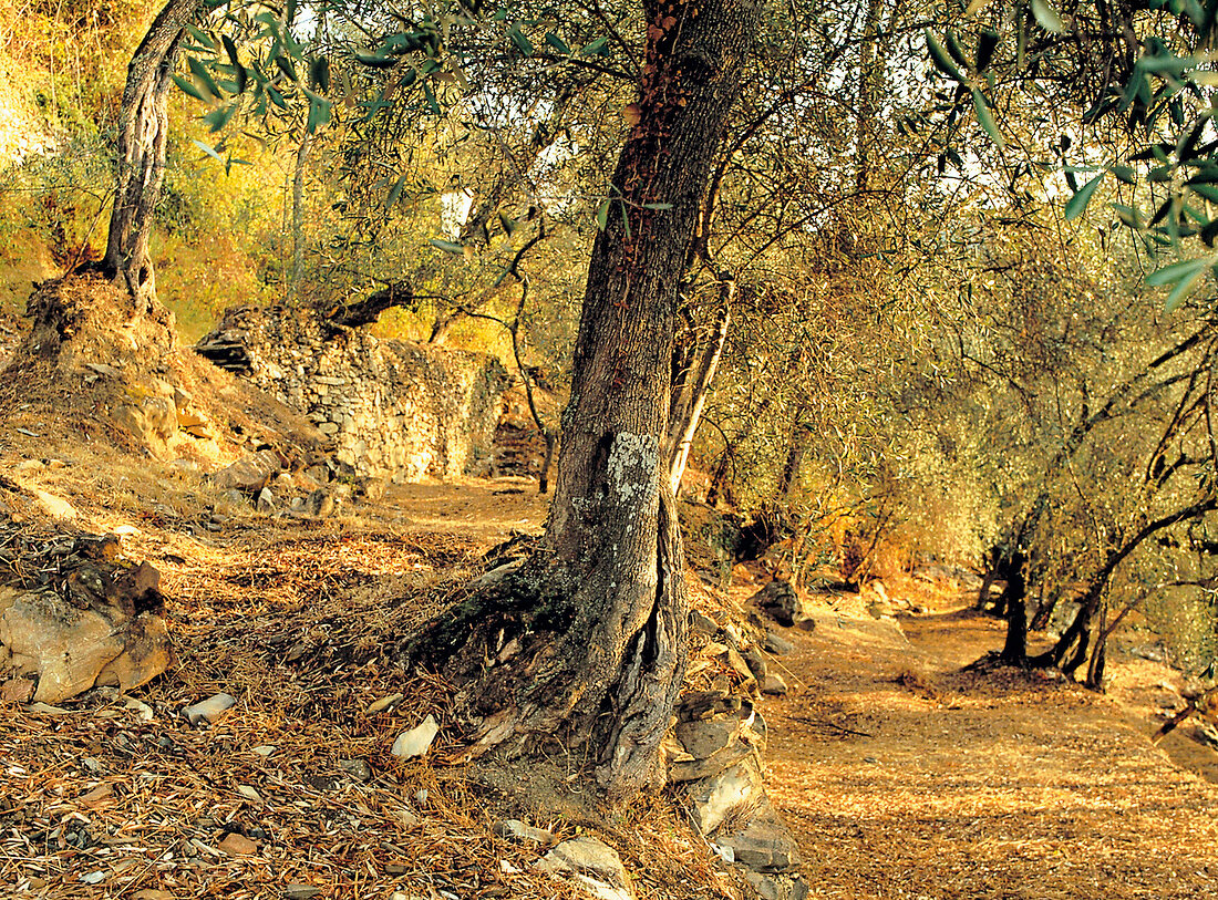 Ligurien, Olivenhain in Pantasina Olivenbäume, Olivenanbau