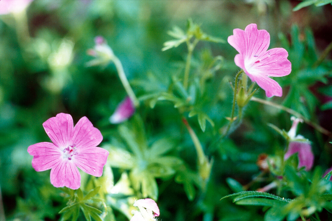 Close-up of pink geranium flowers
