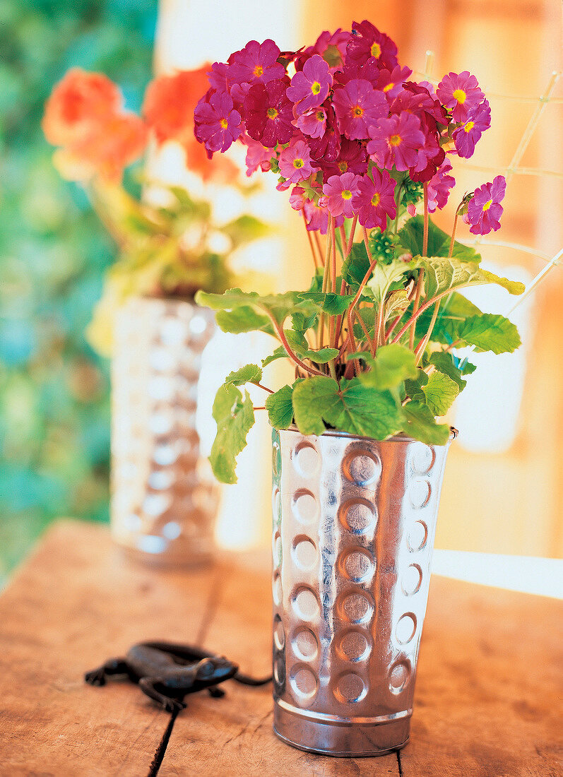 Close-up of geraniums in zinc flower pot