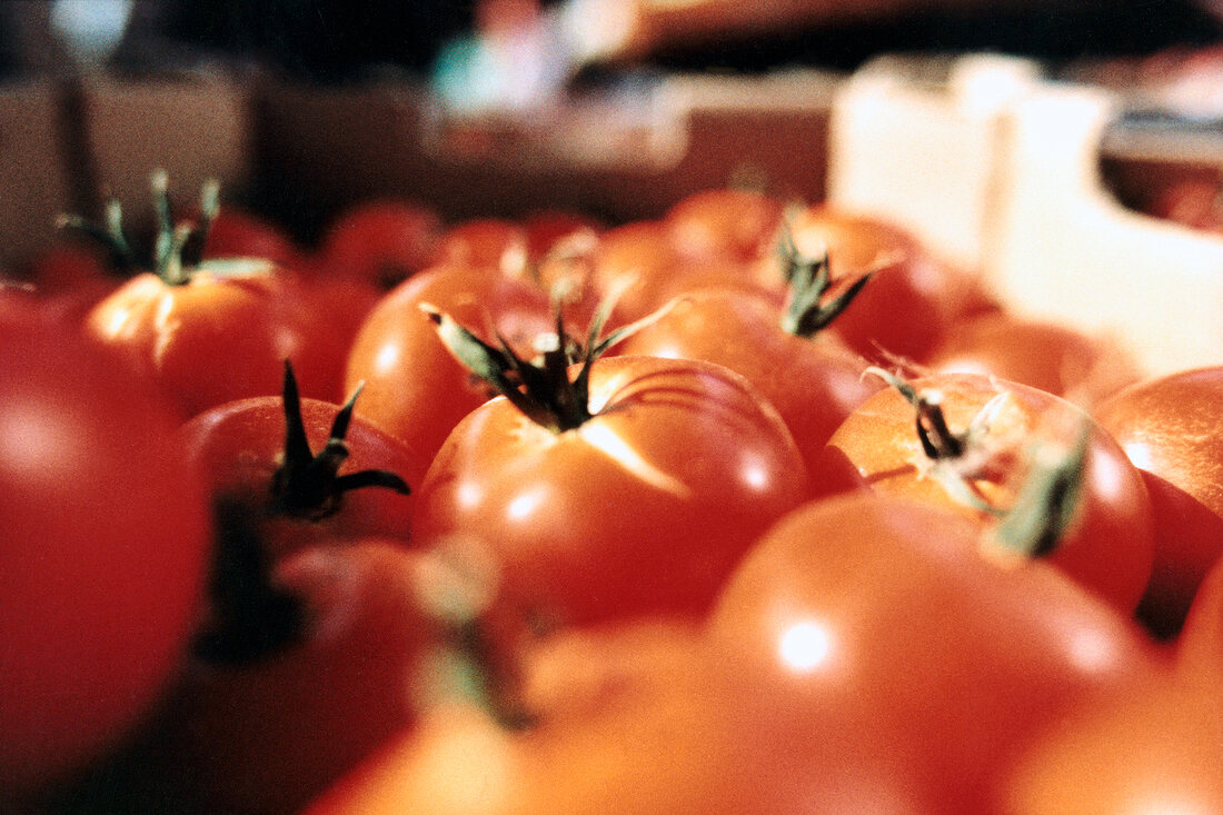 Close-up of several beefsteak tomatoes