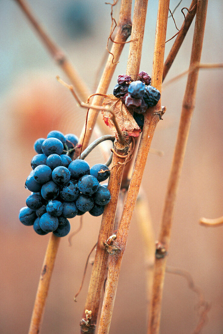 Bunches of grapes in vineyard