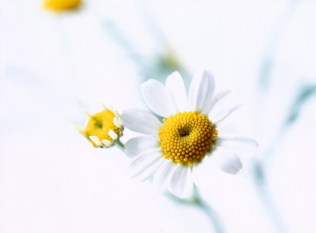 Close-up of fresh chamomile