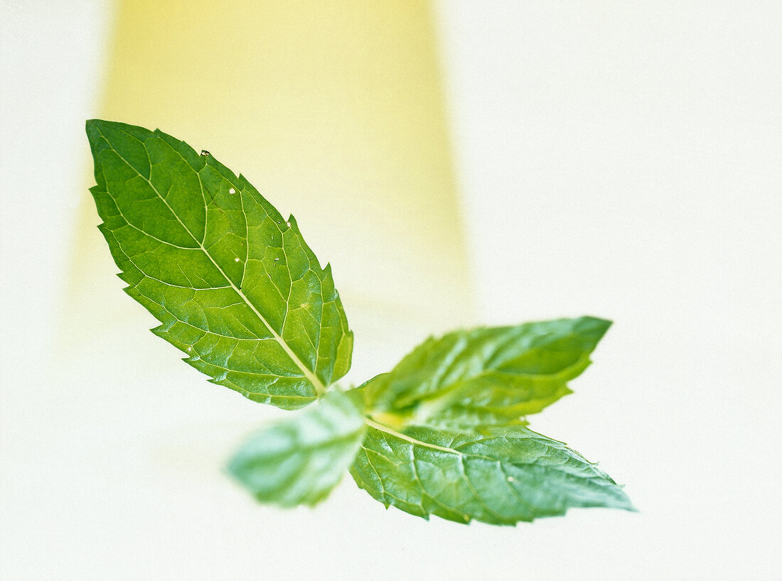 Close-up of fresh mint twigs