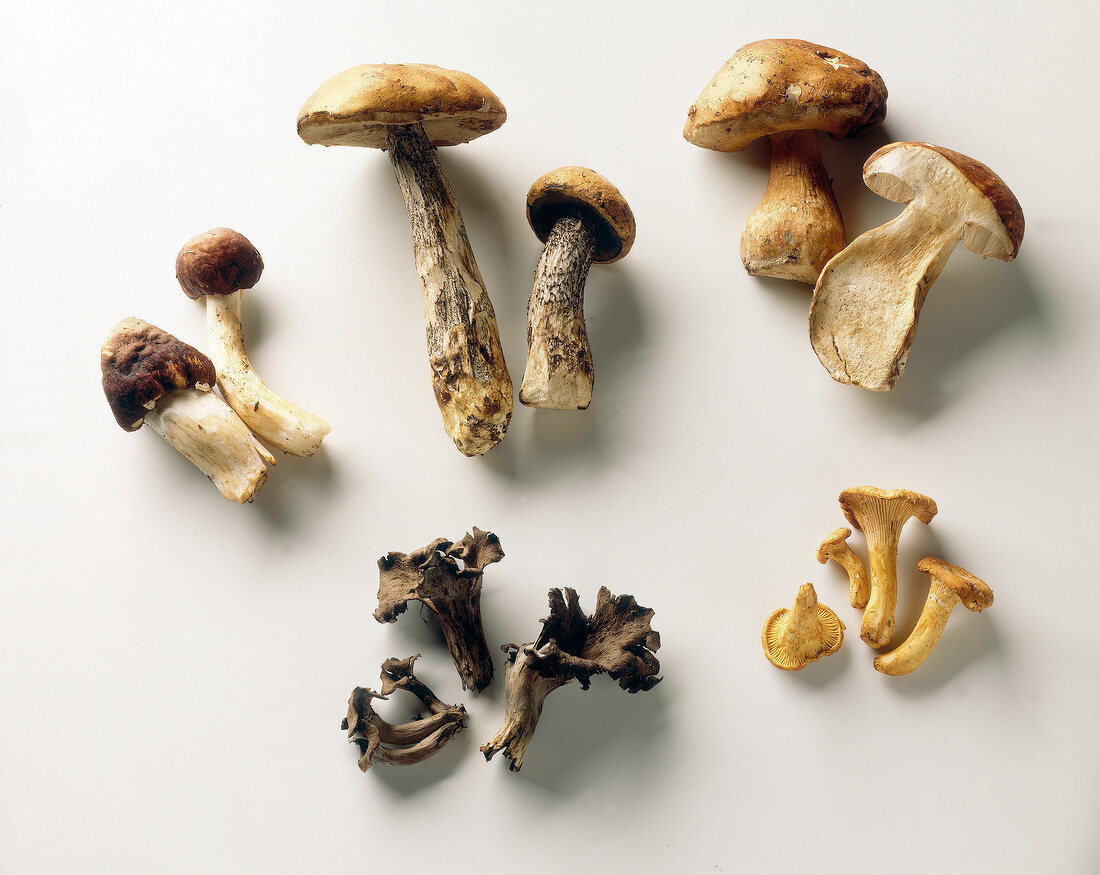 Several species of mushrooms on white background