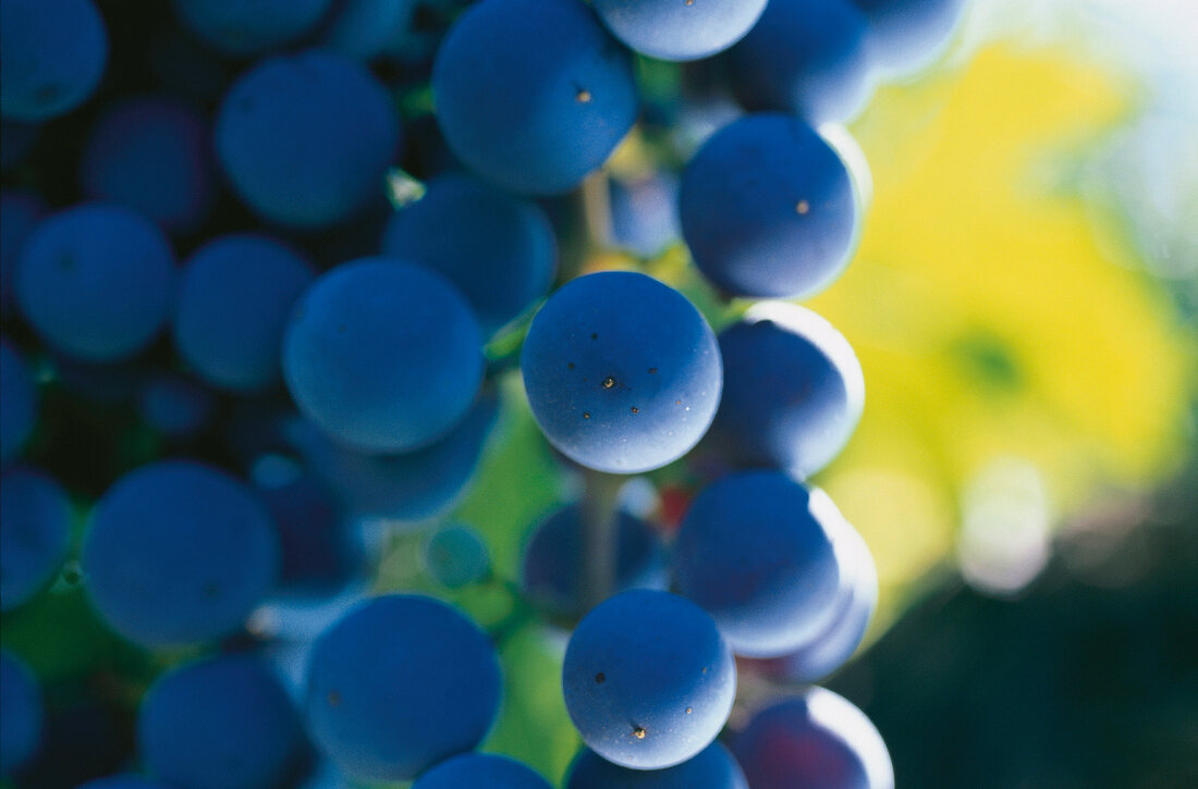 Wein - Trauben close up 