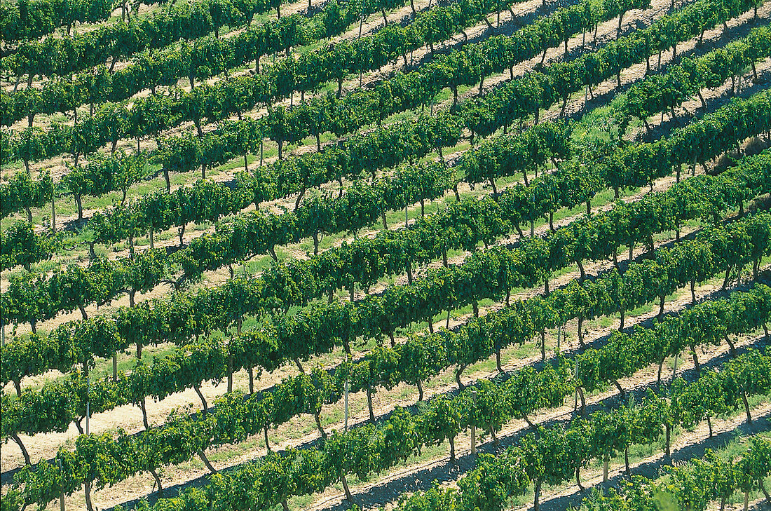 Weinberge von Vinas del Vero in Spanien
