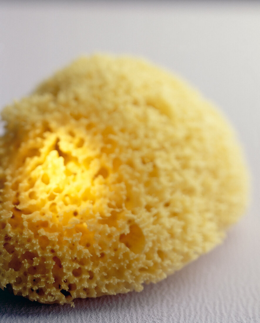 Close-up of natural sponge on white background
