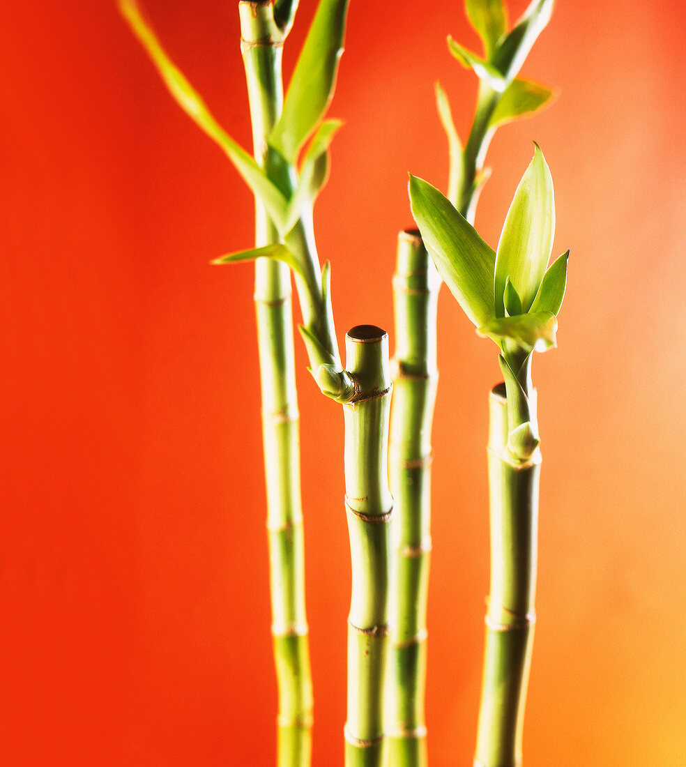 Gruene Bambus - Staebe im closeup 