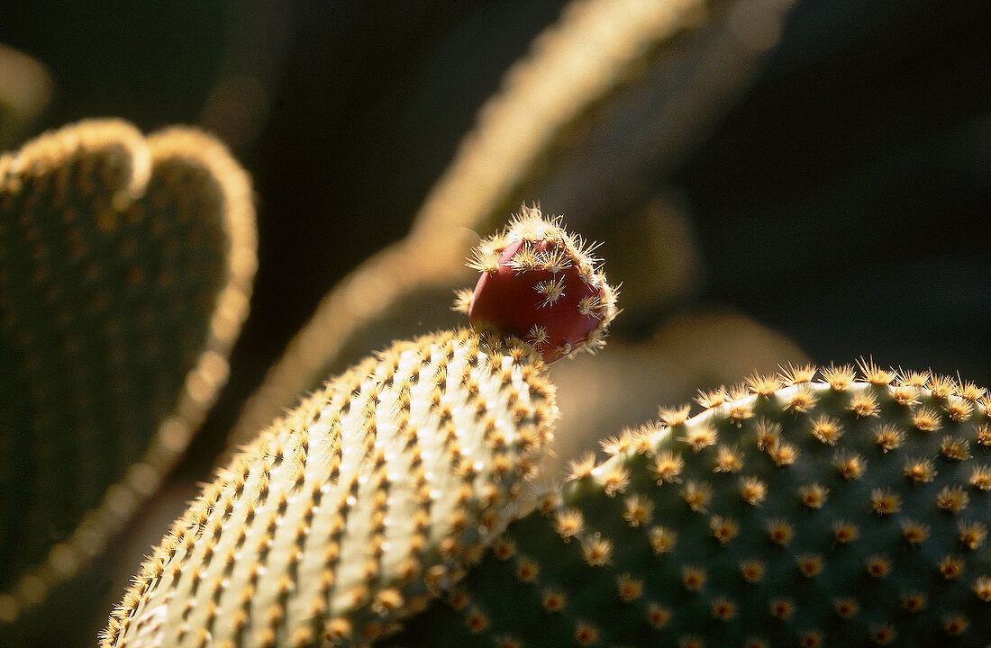 Close-up of cactus with large flat leaves