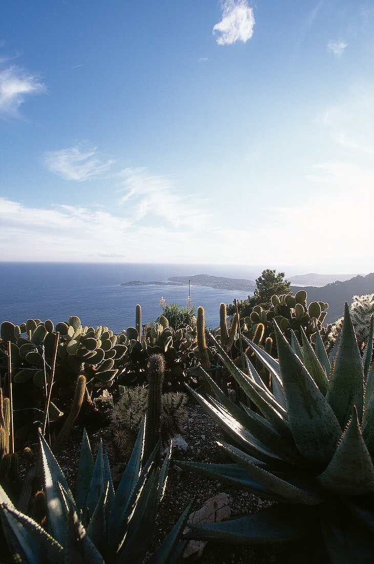 Blick auf Kaktusgarten am Meer Frankreich