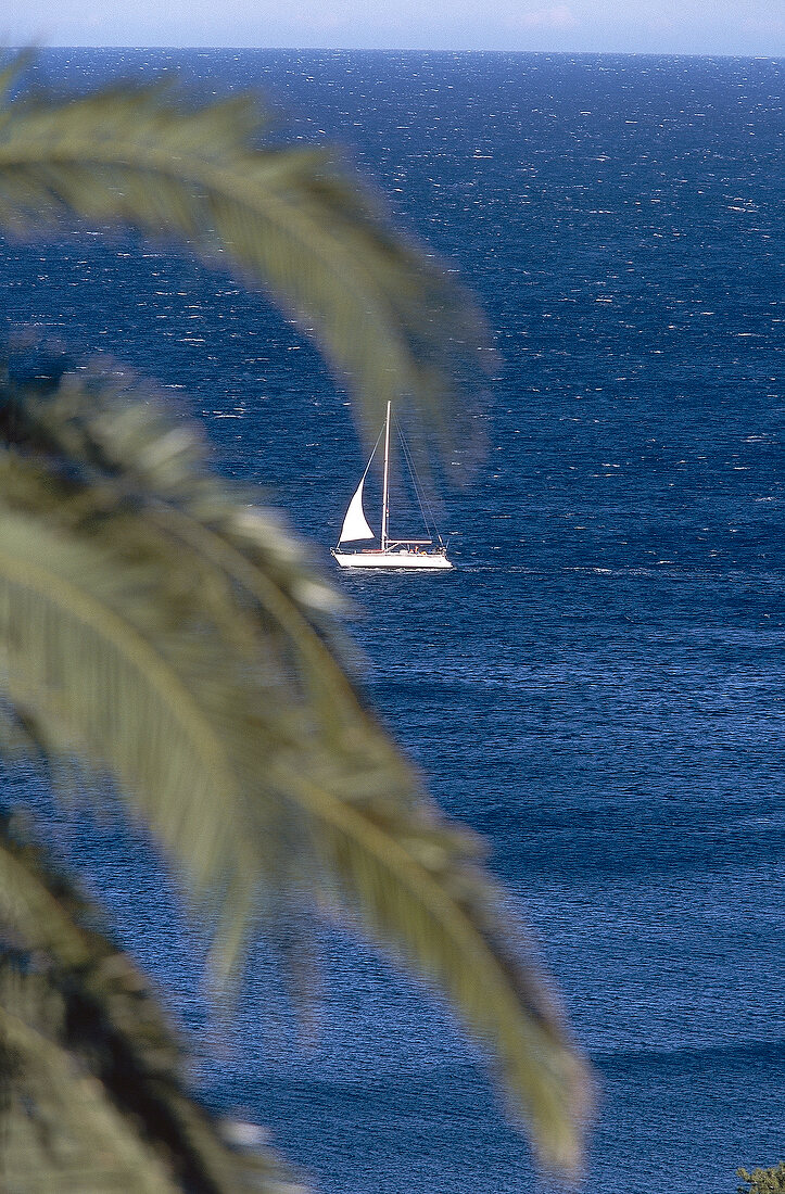 View of blue sea with white boat, palm leaves in foreground