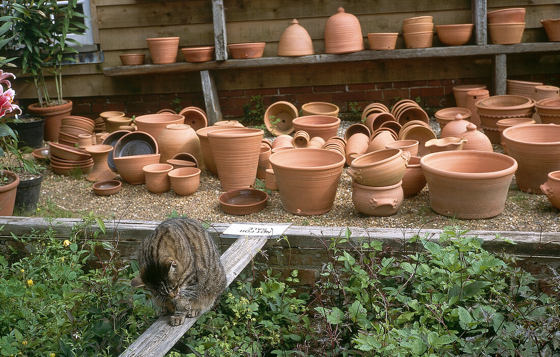 Cat sitting in front of various clay plant pots