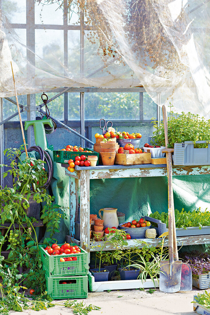 Tomaten in alten Obstkisten Kisten, Tomatenernte, Ernte