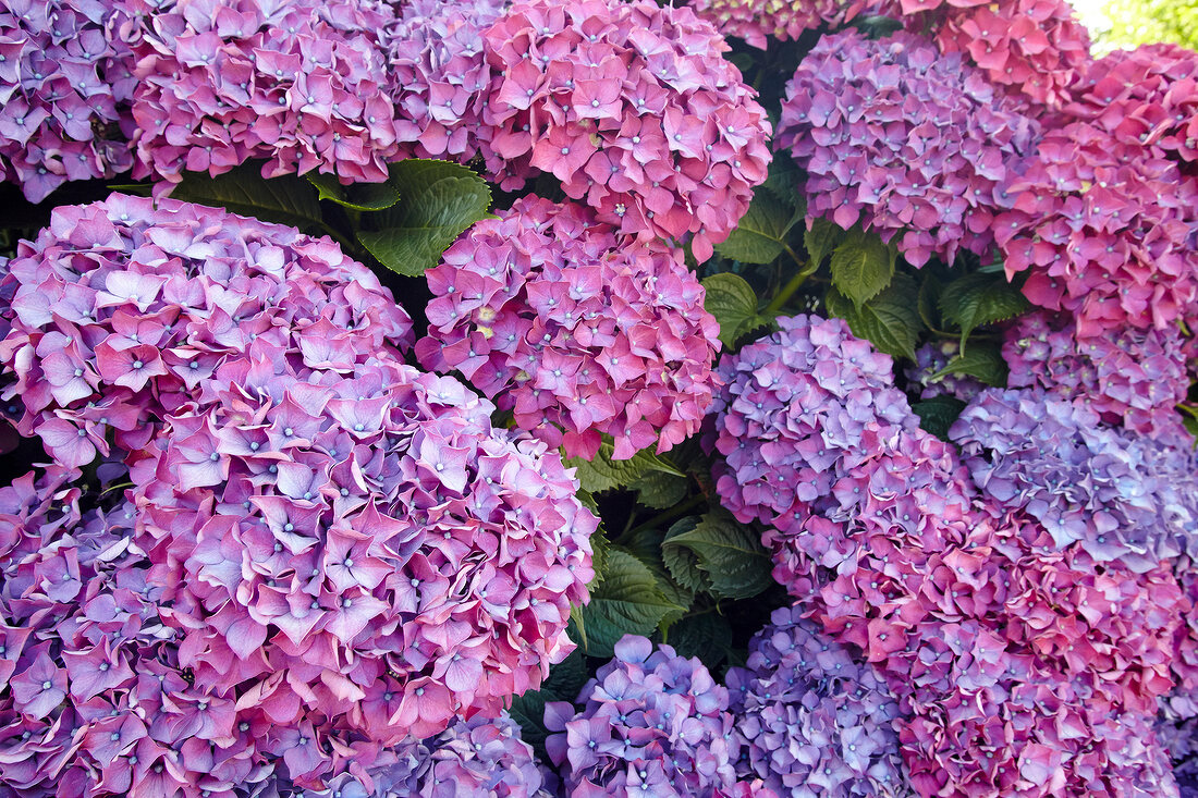 Close-up of purple hydrangeas