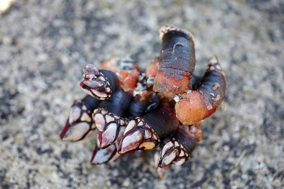 Rock goose barnacles (Galicia, Spain)