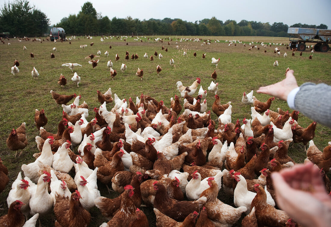 Chickens in a spacious, free-range enclosure