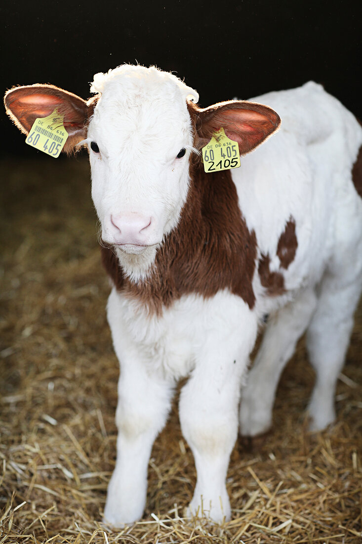 A calf with ear tags in a barn