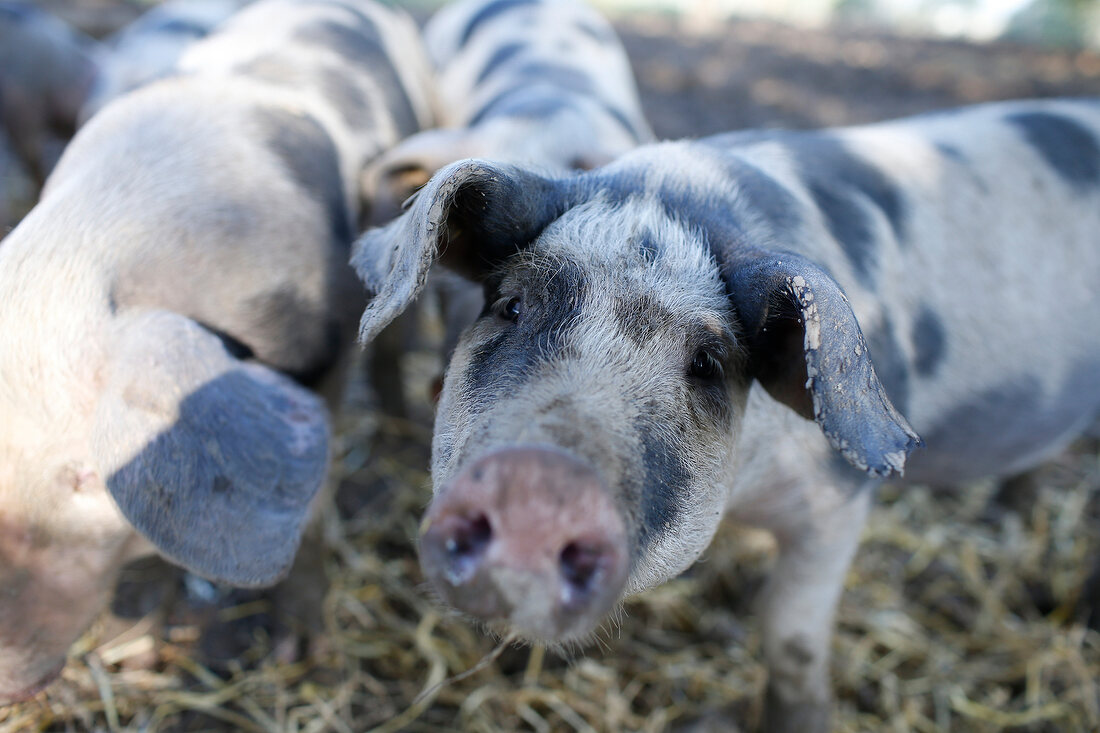 Schweine im Stall